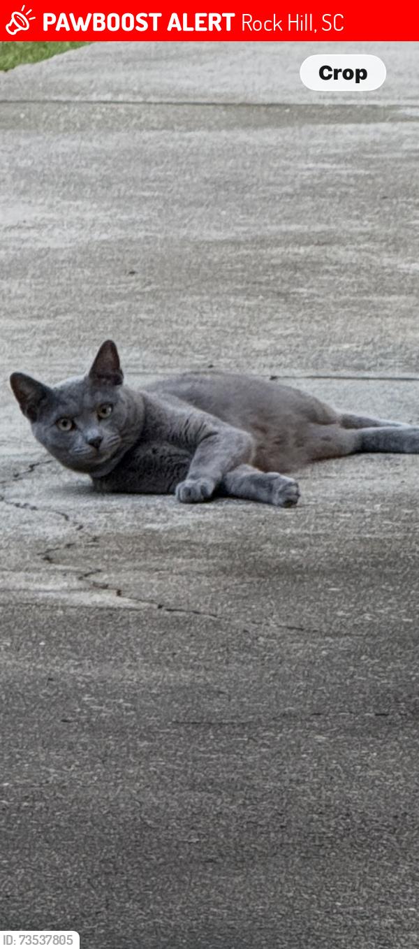 Lost Female Cat last seen Quail run 72 bypass rock hill sc, Rock Hill, SC 29730