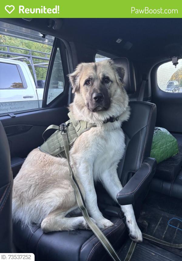 Reunited Male Dog last seen Maybe in the woods, Greensboro, NC 27407