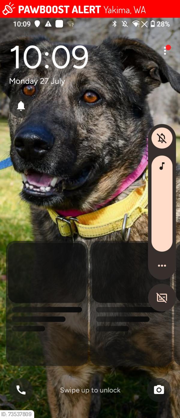 Lost Female Dog last seen Willow Street, Yakima, WA 98902