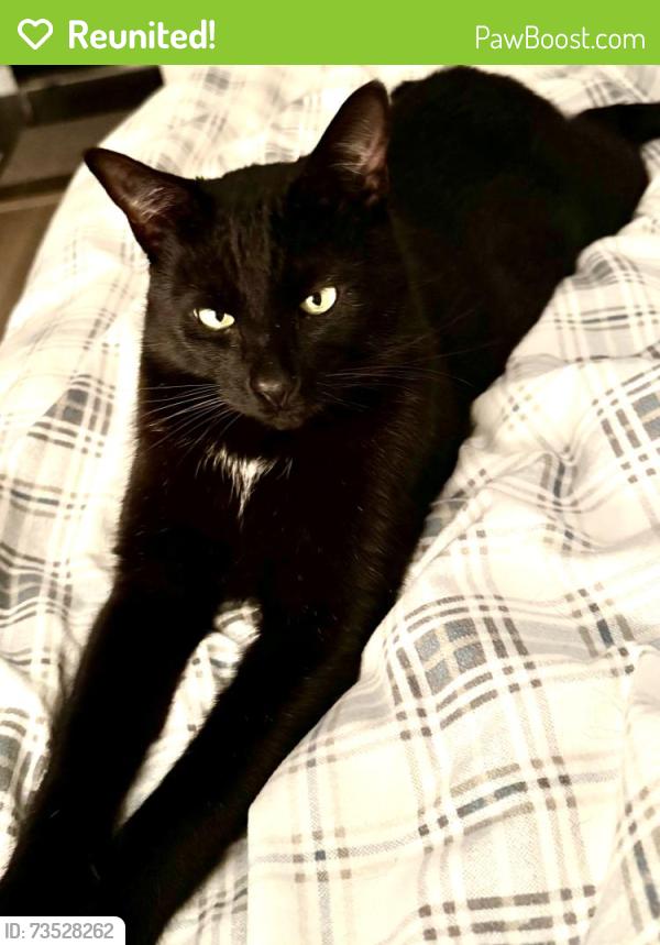 Reunited Male Cat last seen 53a Street, Delta, BC V4M 1X3