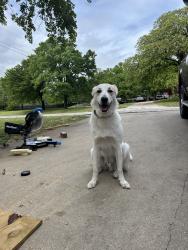 Reunited Male Dog last seen Jameson, Springtown, TX 76082, USA, Springtown, TX 76082