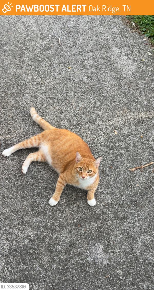Found/Stray Male Cat last seen Wayne road, Oak Ridge, TN 37830