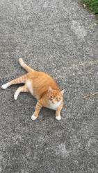 Found/Stray Male Cat last seen Wayne road, Oak Ridge, TN 37830
