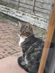 Found/Stray Unknown Cat last seen cherry orchard, West Midlands, England B20
