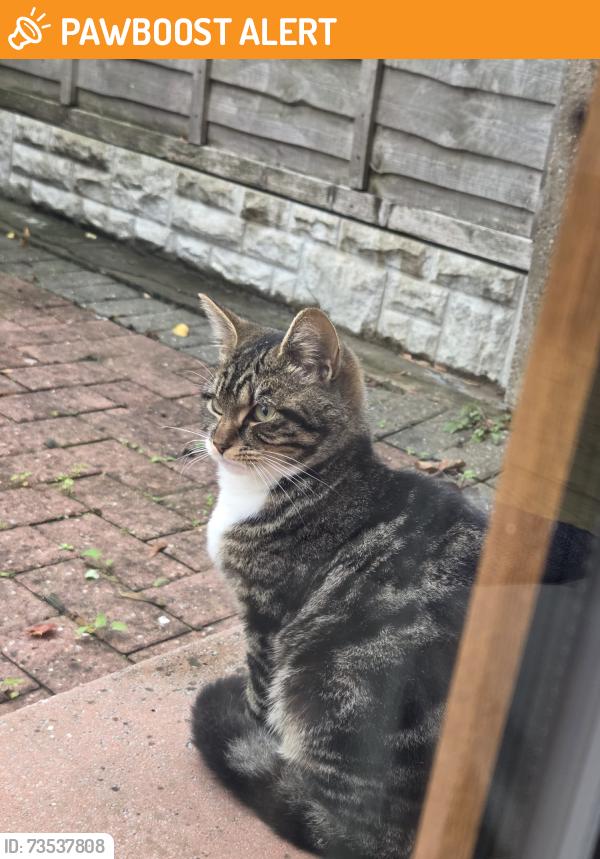 Found/Stray Unknown Cat last seen cherry orchard, West Midlands, England B20