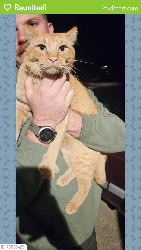 Reunited Unknown Cat last seen Arby's on 10th Ave S and Todd's Window Tinting on 8th St S, Great Falls, MT 59405