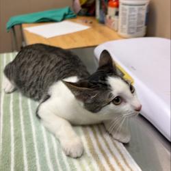 Shelter Stray Male Cat last seen , 2608 Center St, Tacoma, WA 98409, USA