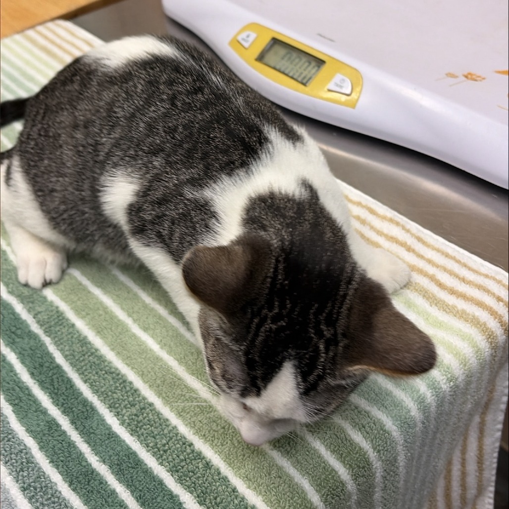 Shelter Stray Female Cat last seen , 2608 Center St, Tacoma, WA 98409, USA