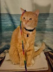 Lost Male Cat last seen W St & 12th St, Sacramento, CA 95818