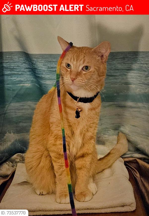 Lost Male Cat last seen W St & 12th St, Sacramento, CA 95818