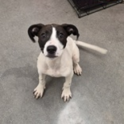 Shelter Stray Male Dog last seen , 3607 N Armenia Ave, Tampa, FL 33607, USA