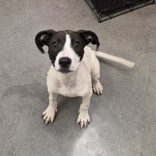 Shelter Stray Male Dog last seen , 3607 N Armenia Ave, Tampa, FL 33607, USA