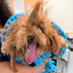 Shelter Stray Female Dog last seen , Animal Care & Control Team of Philly, 111 W Hunting Park Ave, Philadelphia, PA 19140, USA