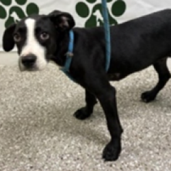 Shelter Stray Male Dog last seen , 3607 N Armenia Ave, Tampa, FL 33607, USA