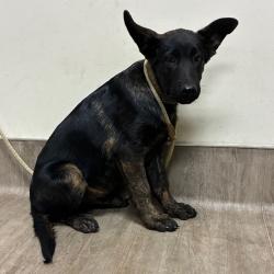Shelter Stray Male Dog last seen , 361 S Raymond Ave, Pasadena, CA 91105, USA