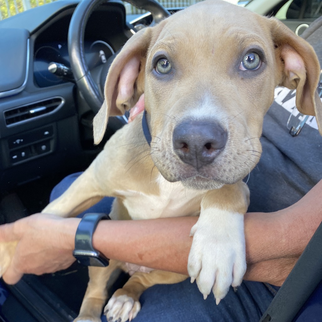 Shelter Stray Female Dog last seen , 2350 Appling City Cove, Memphis, TN 38133, USA