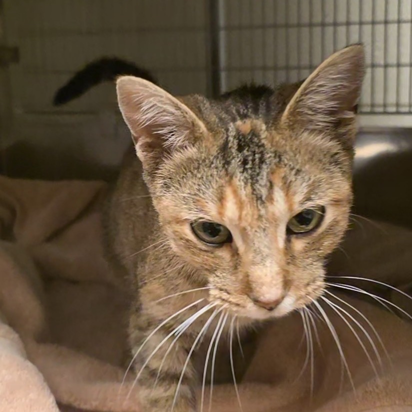 Shelter Stray Female Cat last seen , 54687 Co Rd 19, Bristol, IN 46507, USA