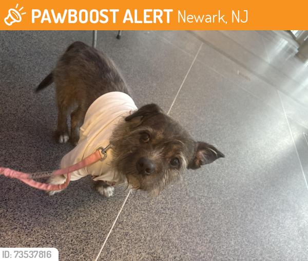 Found/Stray Male Dog last seen Tillinghast st, Newark, NJ 07108