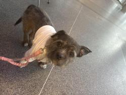 Found/Stray Male Dog last seen Tillinghast st, Newark, NJ 07108