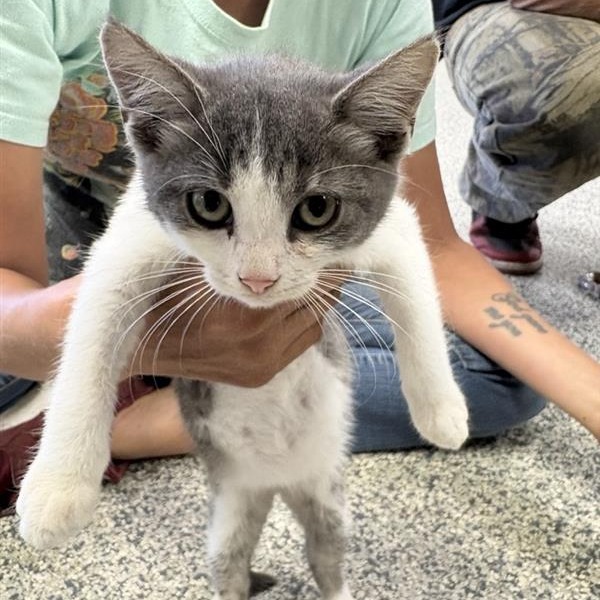 Shelter Stray Male Cat last seen , 244 Georgetown Rd, Jacksonville, NC 28540, USA