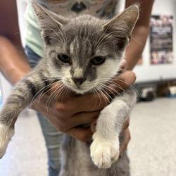 Shelter Stray Male Cat last seen , 244 Georgetown Rd, Jacksonville, NC 28540, USA