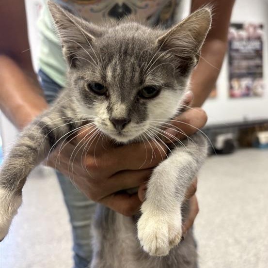 Shelter Stray Male Cat last seen , 244 Georgetown Rd, Jacksonville, NC 28540, USA