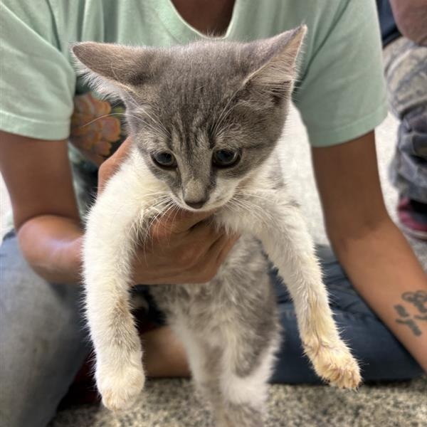 Shelter Stray Male Cat last seen , 244 Georgetown Rd, Jacksonville, NC 28540, USA