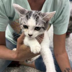 Shelter Stray Female Cat last seen , 244 Georgetown Rd, Jacksonville, NC 28540, USA