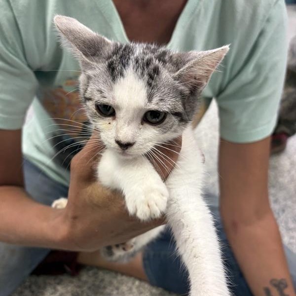 Shelter Stray Female Cat last seen , 244 Georgetown Rd, Jacksonville, NC 28540, USA