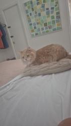 Lost Male Cat last seen Near ave, frontage rd, 93 ave, Hialeah Gardens, FL 33018