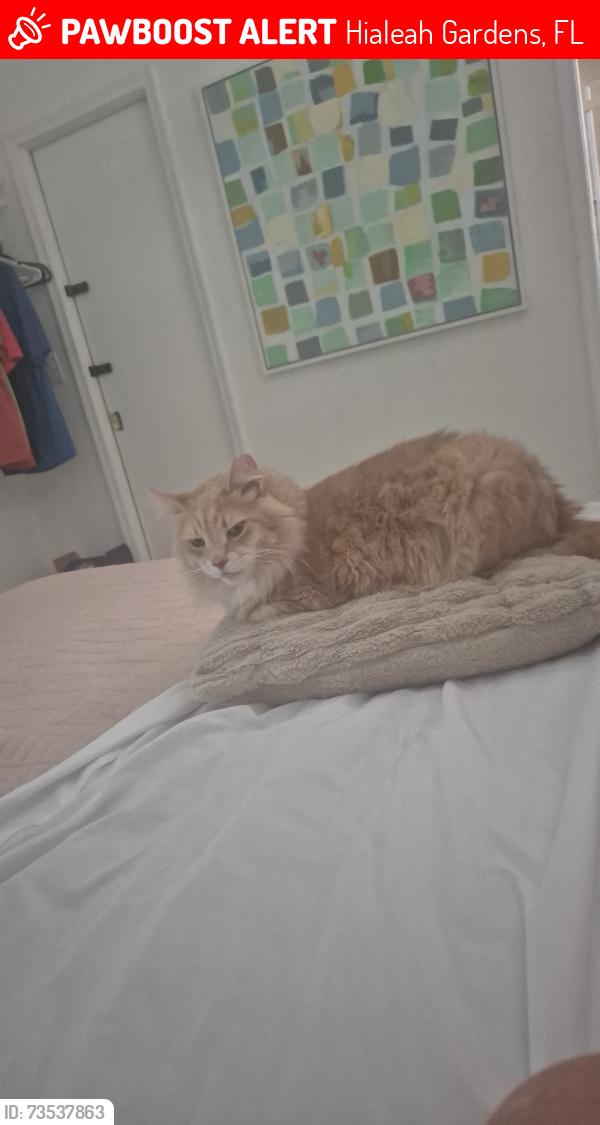 Lost Male Cat last seen Near ave, frontage rd, 93 ave, Hialeah Gardens, FL 33018