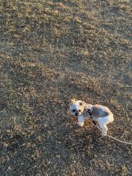 Lost Male Dog last seen Lindo Park, Phoenix, AZ 85041