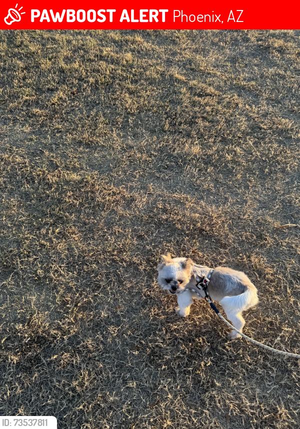 Lost Male Dog last seen Lindo Park, Phoenix, AZ 85041