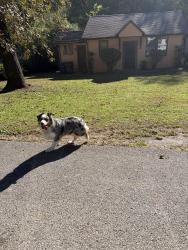 Reunited Female Dog last seen By the Dollar General, Chattanooga, TN 37401