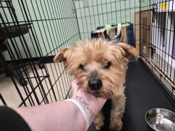 Reunited Male Dog last seen Se 52nd and se long st, Portland, OR 97206