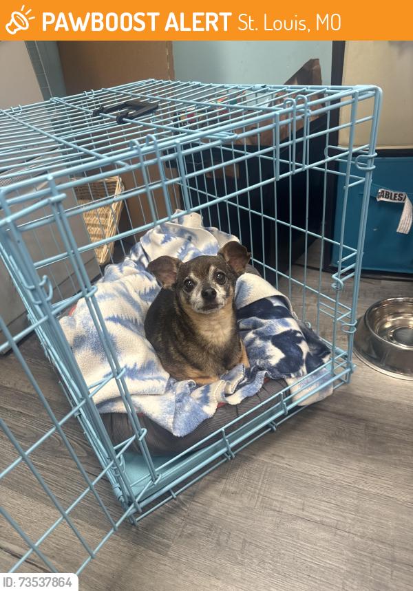 Found/Stray Male Dog last seen On your toes dance studio, St. Louis, MO 63129