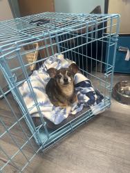Found/Stray Male Dog last seen On your toes dance studio, St. Louis, MO 63129