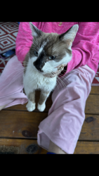 Found/Stray Unknown Cat last seen East point drive CharlestonWv 25311, Charleston, WV 25311