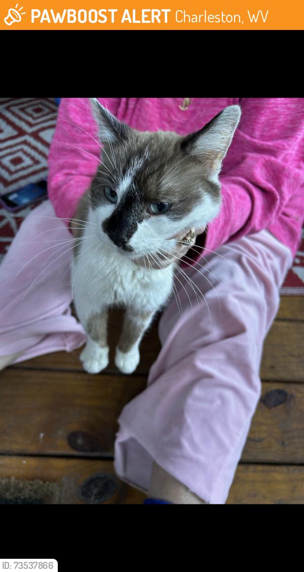 Found/Stray Unknown Cat last seen East point drive CharlestonWv 25311, Charleston, WV 25311