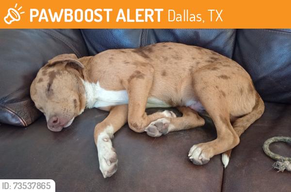 Found/Stray Male Dog last seen Shiloh and Northwest Highway, Dallas, TX 75228
