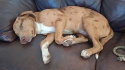 Found/Stray Male Dog last seen Shiloh and Northwest Highway, Dallas, TX 75228