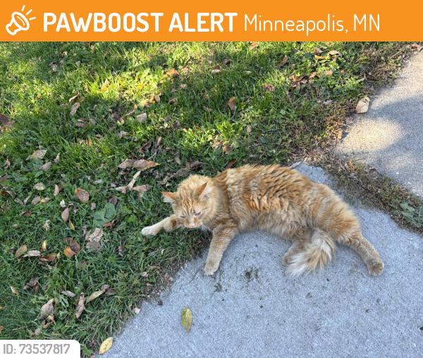 Found/Stray Unknown Cat last seen 34th St. & 15th Ave. So. Mpls, Minneapolis, MN 55407