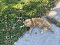 Found/Stray Unknown Cat last seen 34th St. & 15th Ave. So. Mpls, Minneapolis, MN 55407