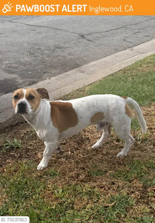 Found/Stray Male Dog last seen Imperial & Yukon, Inglewood, CA 90301