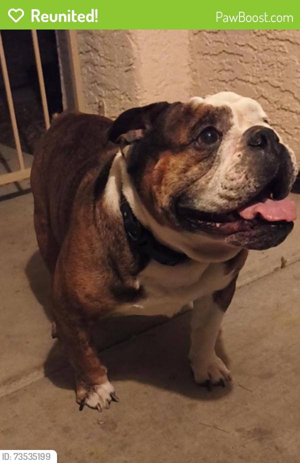 Reunited Male Dog last seen Christy and Charleston, Las Vegas, NV 89110