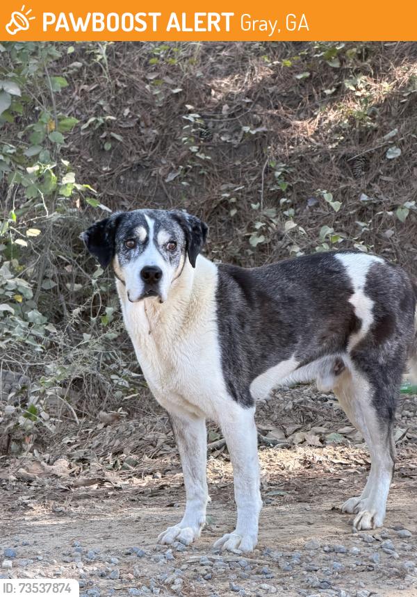Found/Stray Male Dog last seen Cheehaw Trail and Howard Roberts Rd, Gray, GA 31032