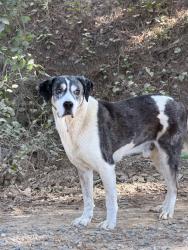 Found/Stray Male Dog last seen Cheehaw Trail and Howard Roberts Rd, Gray, GA 31032