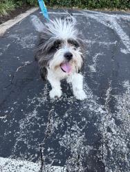 Found/Stray Unknown Dog last seen 18th and Jupiter, Plano, TX 75074