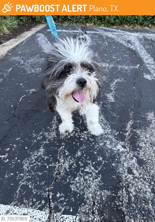 Found/Stray Unknown Dog last seen 18th and Jupiter, Plano, TX 75074