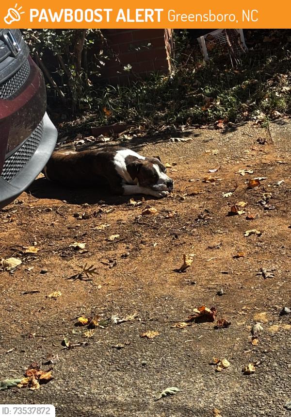 Found/Stray Unknown Dog last seen Rainbow meadowwood by jackson middle school, Greensboro, NC 27403